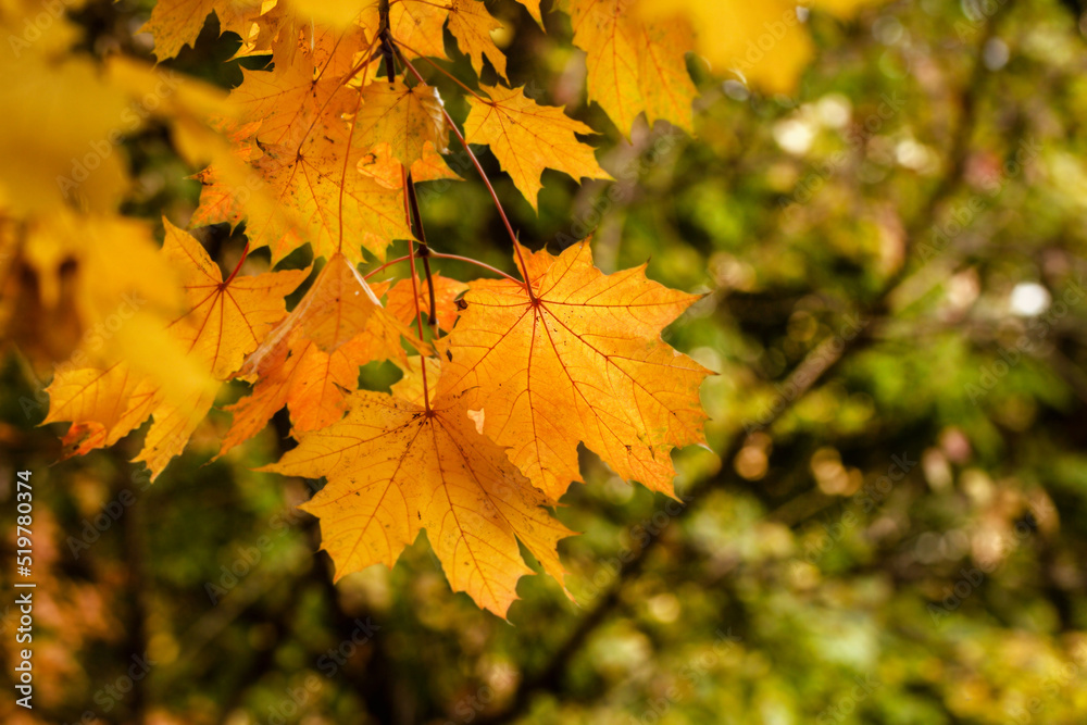Fototapeta premium Autumn maple leaves in sunny weather