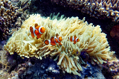 Indonesia Sumbawa - Clownfish and Sea Anemone - Amphiprioninae © Marko