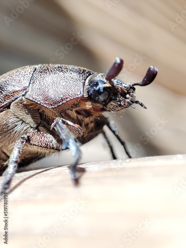 the bug on the ground Phyllophaga melolonthini alighted and walked on a chair. © Edo
