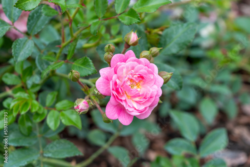 Beautiful blooming pink bud Rosa polyantha The Fairy close-up. Photo for a garden center or plant nursery catalog. Garden bush against a background of green foliage in a park.
