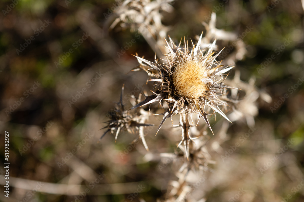Cardo seco en verano, Silybum Marianum Cardo seco en verano, Silybum Marianum