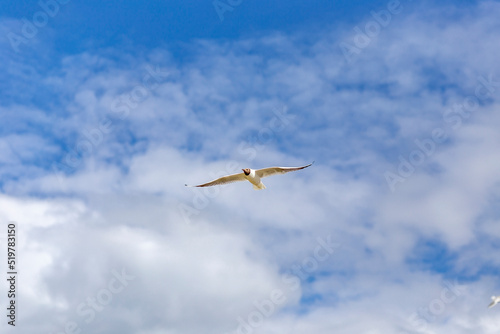 A river gull flies across the sky.