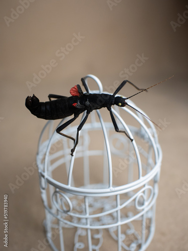 peruvian stick insect (Peruphasma schultei) exotic pet insects photo