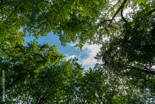 summer sky through the trees