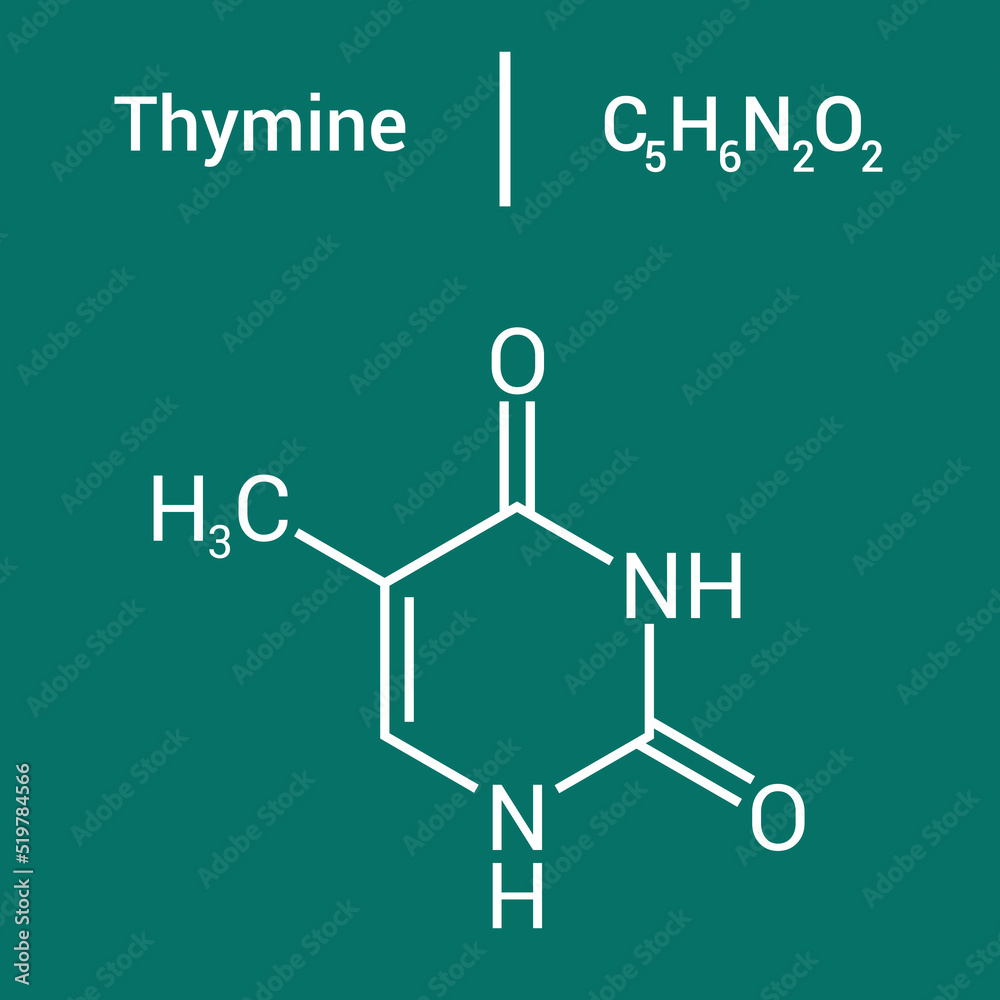 Vetor de chemical structure of Thymine (C5H6N2O2) do Stock Adobe Stock