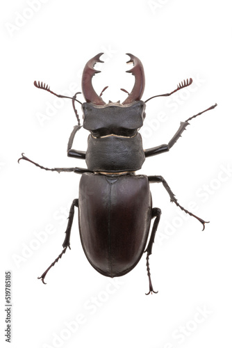 Fotografia stag beetle isolated on white background