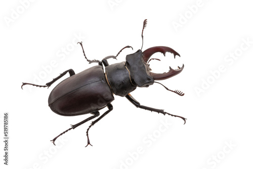 Fotografiet stag beetle isolated on white background