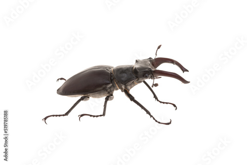 stag beetle isolated on white background