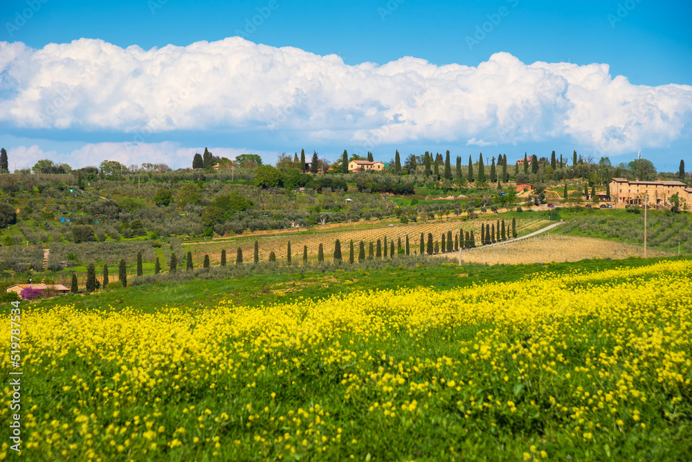 Tuscan countryside landscape with rape flowers under beautiful sky. Italy. Travel background. Agriculture, environment and nature protection balance concepts. 
