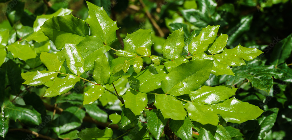 Obraz premium Close-up of young green leaves of Mahonia Aquifolium against blurred background. Wonderful natural backdrop for any idea.