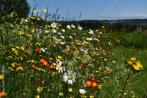A field in bloom under a blue sky, Sainte-Apolline, Québec, Canada