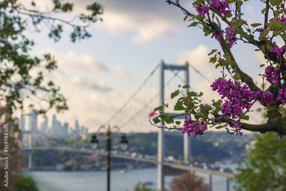 Spring in Istanbul. Judas tree or Erguvan with cityscape of Istanbul Spring in Istanbul. Judas tree or Erguvan with cityscape of Istanbul