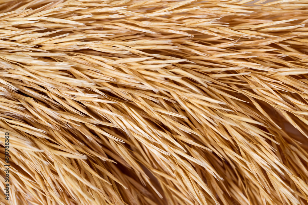 Macro Photography of natural dry straw pattern. Abstract horizontal stripes texture background. Macro Photography of natural dry straw pattern. Abstract horizontal stripes texture background.