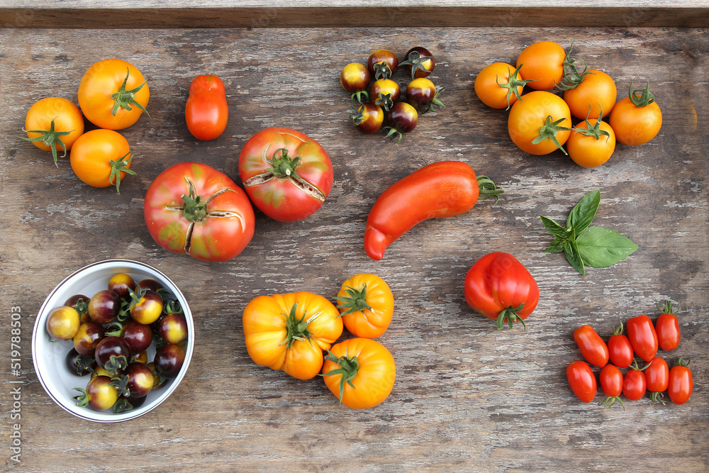 Tomatenernte aus dem eigenen Garten, viele verschiedene Sorten Stock ...