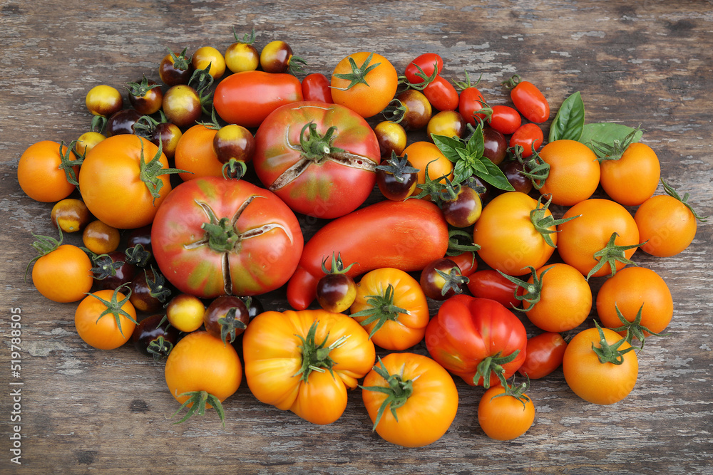 Tomatenernte aus dem eigenen Garten, viele verschiedene Sorten Stock ...