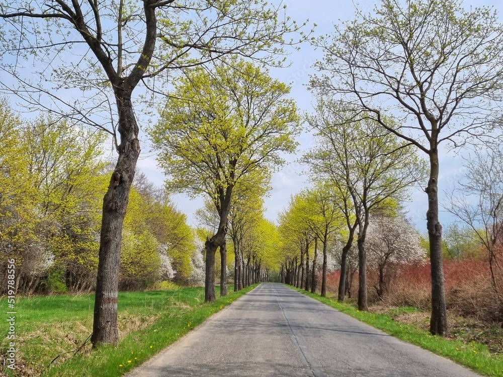 scenic road among trees in the spring in Poland scenic road among trees in the spring in Poland