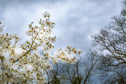 White flowers of Magnolia loebneri