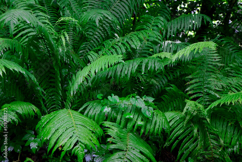 Fototapeta Naklejka Na Ścianę i Meble -  Selective emphasis on green fern leaves in nature after rain. Fern leaves close-up. Fern plants in the forest. The concept of background nature.