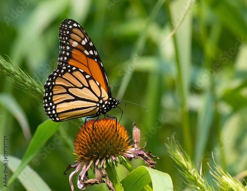 Monarch butterfly sitting on top of purple coneflower in a wildflower field in the East Coventry township