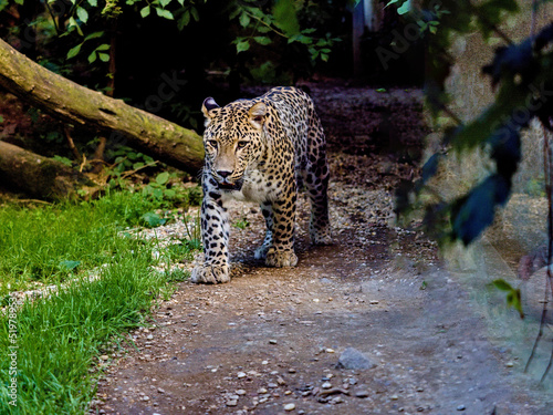 A male Persian Leopard, Panthera pardus saxicolor, on his regular patrol of his territory. photo