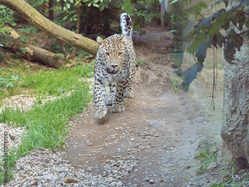 A male Persian Leopard, Panthera pardus saxicolor, on his regular patrol of his territory. photo