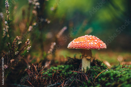 Close up of poisonous red mushroom with green moss and dry brown needles in autumn forest. Fly agaric. Fall nature background
