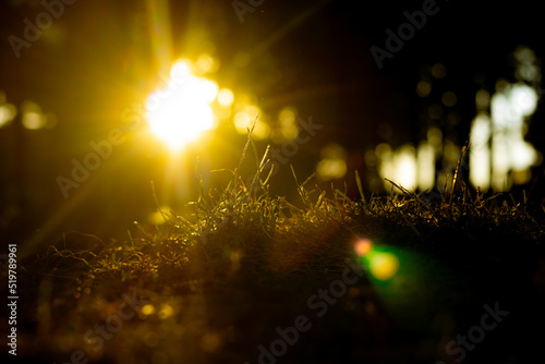 Natura background photo. Direct sunlight at sunset and silhouettes of grasses