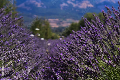 purple lavander field in South Italy