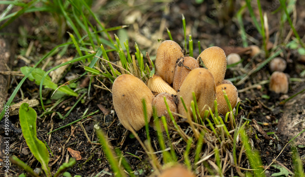 a bunch of yellow-brown mushrooms on a rotten stump,