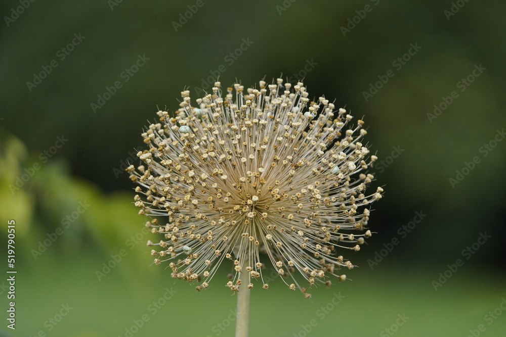Allium giganteum, common name giant onion, is an Asian species of onion, native to central and southwestern Asia but cultivated in many countries as a flowering garden plant. Allium giganteum, common name giant onion, is an Asian species of onion, native to central and southwestern Asia but cultivated in many countries as a flowering garden plant.