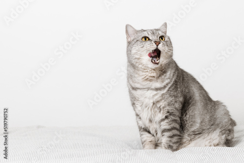 Cat sitting on the bed and lick his lips with tongue. Cat is waiting for food. Cat's tongue, copy space © Natureveryday