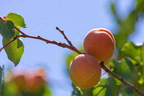 Two apricots on the branch. Summer fruits. Raw healthy food production