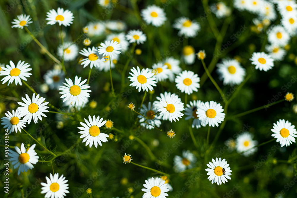 daisies, small white flowers with a yellow center, daisies, small white flowers with a yellow center,