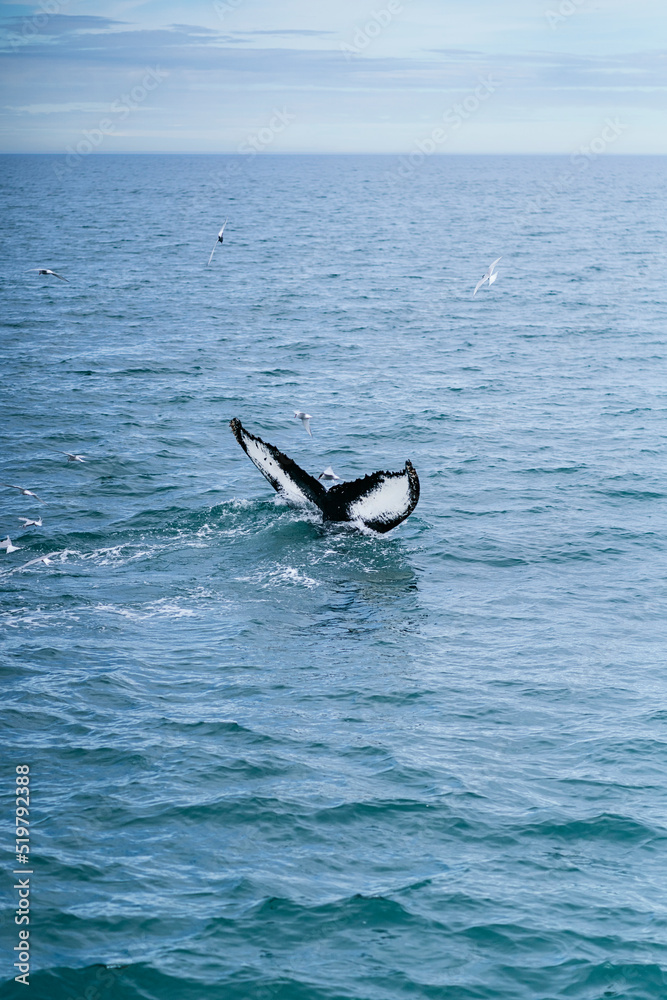 Whale swimming in wavy sea under cloudy sky Whale swimming in wavy sea under cloudy sky
