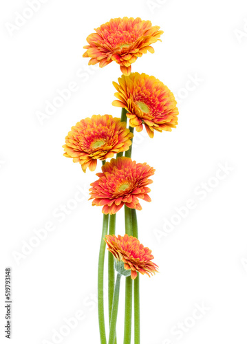 Vertical orange gerbera flowers with long stem isolated over white background. Spring bouquet. . photo