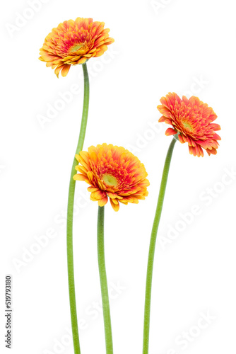three Vertical orange gerbera flowers with long stem isolated over white background.