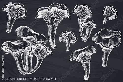 Vector set of hand drawn chalk chanterelle