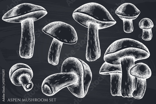 Vector set of hand drawn chalk aspen mushroom