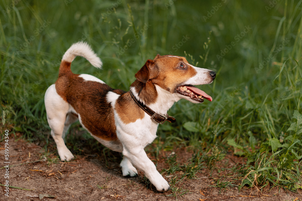 Jack Russell Terrier walking along rural road