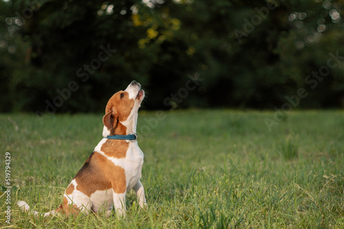 Barking dog sitting on grass, side view