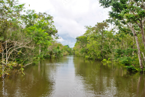 Floresta Amaz  nica - Manaus - Amazonas - Brasil