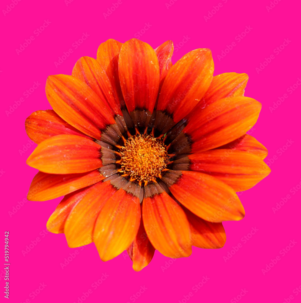 Floral design Floral design