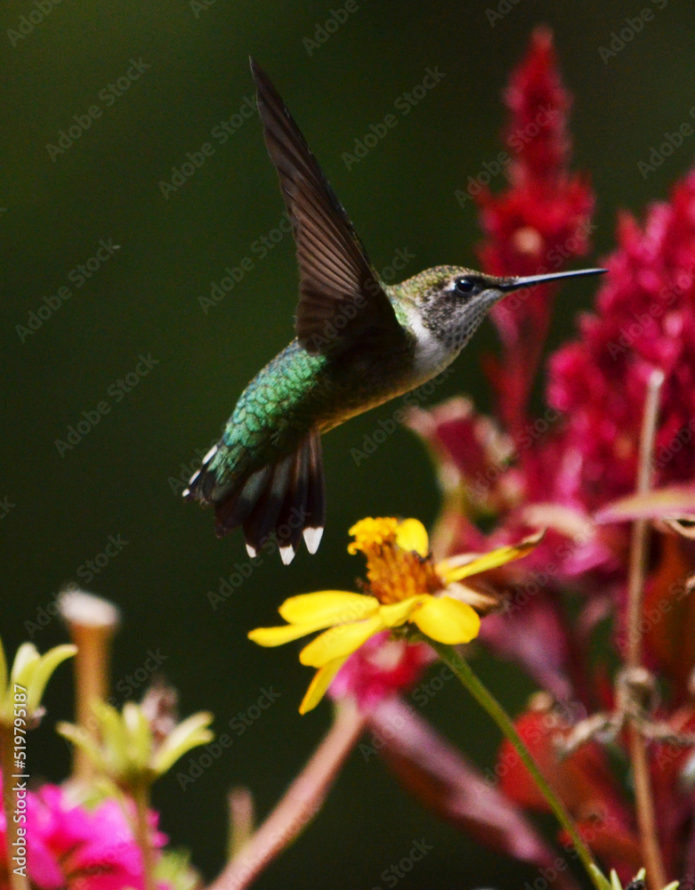 Fototapeta premium hummingbird on flower