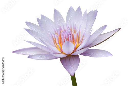 Waterlily Violet color with droplets on isolate background