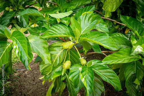 morinda citrifolia fruit tree growing