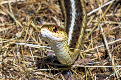 A garter snake warms in the morning sun in our garden in Windsor in Upstate NY.  Closeup of snake.