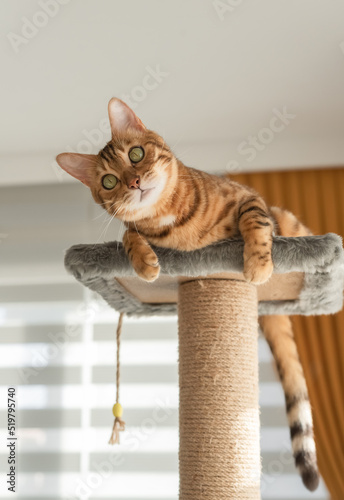 A domestic cat plays on the top of a scratching post.