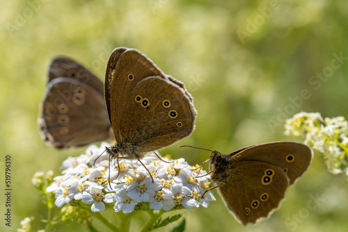 Ringlet collects nectar from a white flower. Butterfly close-up. Aphantopus hyperantus.
 photo