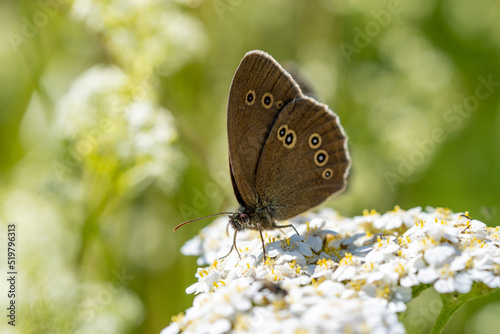 Ringlet collects nectar from a white flower. Butterfly close-up. Aphantopus hyperantus.
 photo