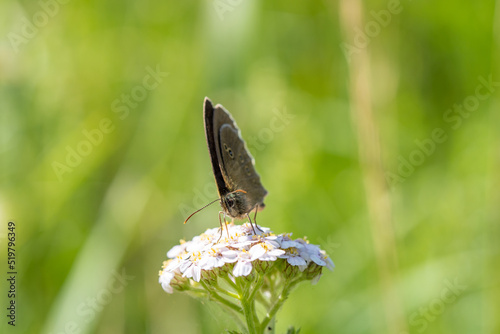 Ringlet collects nectar from a white flower. Butterfly close-up. Aphantopus hyperantus.
 photo